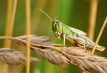 FAO welcomes €8m donations from EU to control desert locust upsurge