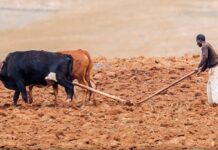 AU, Ethiopian officials highlight Africa-China cooperation in agriculture, food security