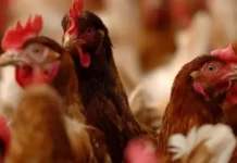 The Netherlands orders culling 120,000 chickens after bird flu detected
